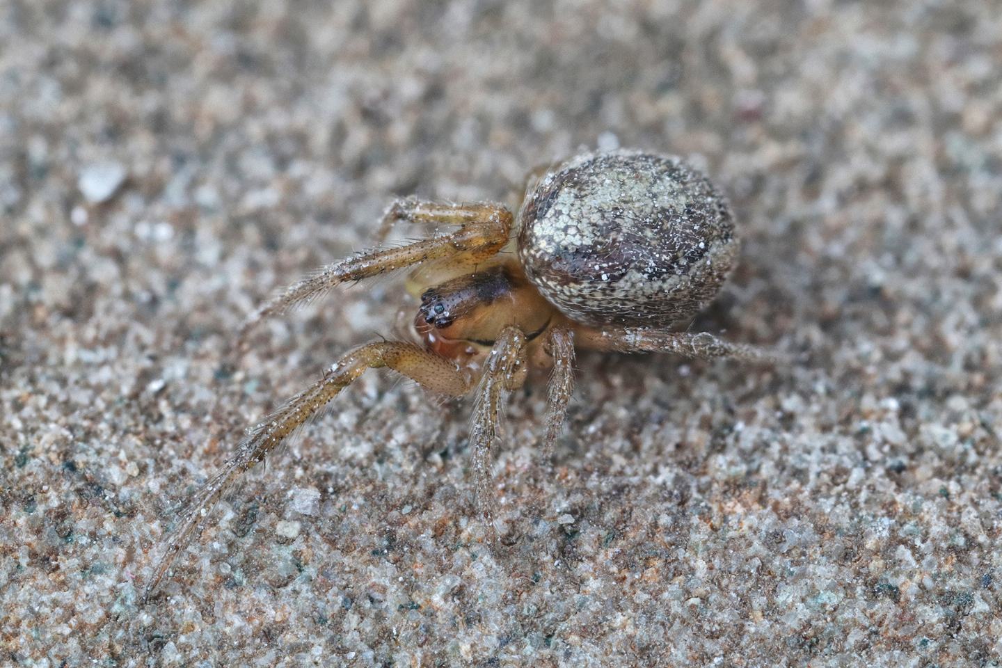 Zygiella sp. - Portovenere (SP)